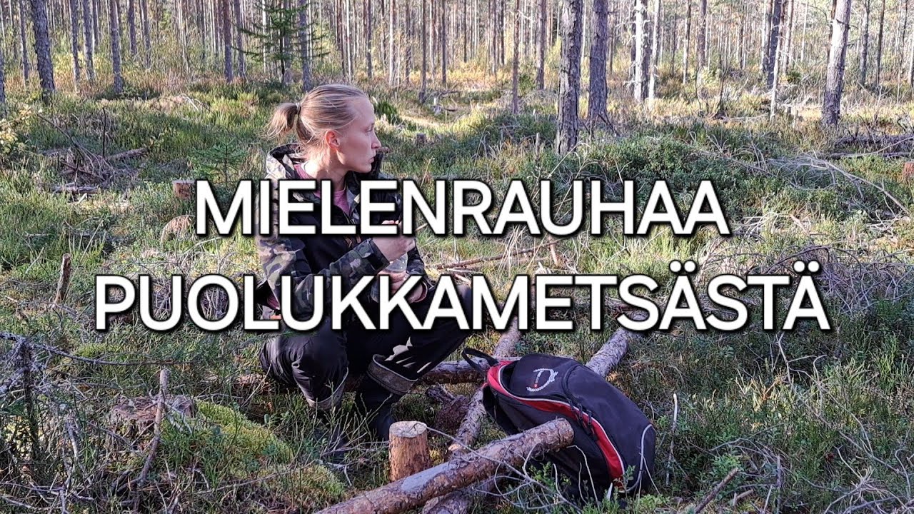 Mielenrauhaa puolukkametsästä