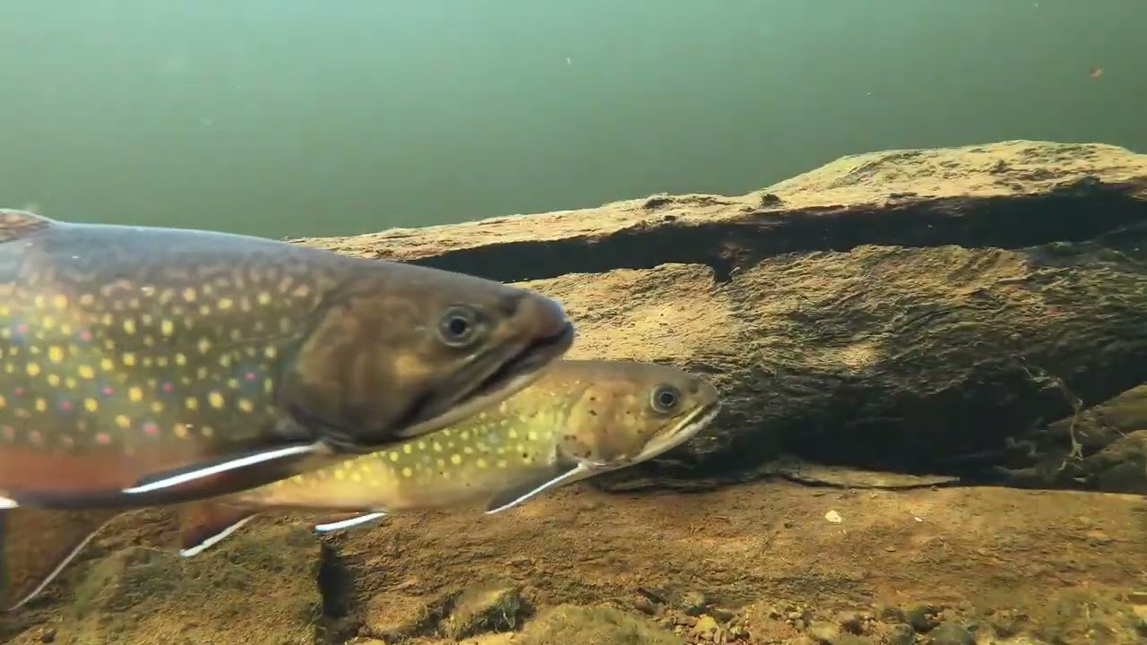 St Marys River Conservation