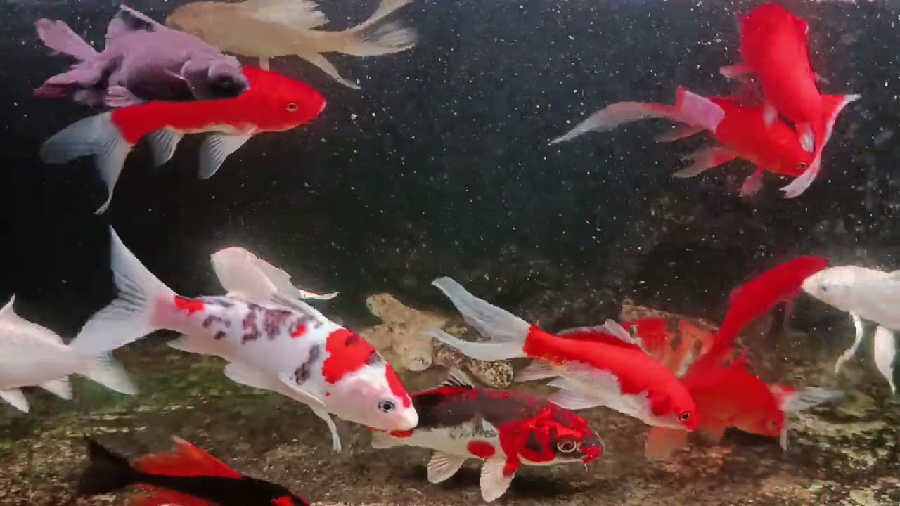 Unboxing Ikan Hias Warna Warni, Ikan Mas Koki, Ikan Oscar, Ikan Cupang, Ikan Lele, Ikan Glofish