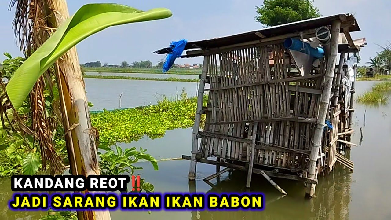 BIKIN BETAH‼️AIR SURUT IKAN TUA TUA PADA MUNCUL SEMUA #mancing #fishing