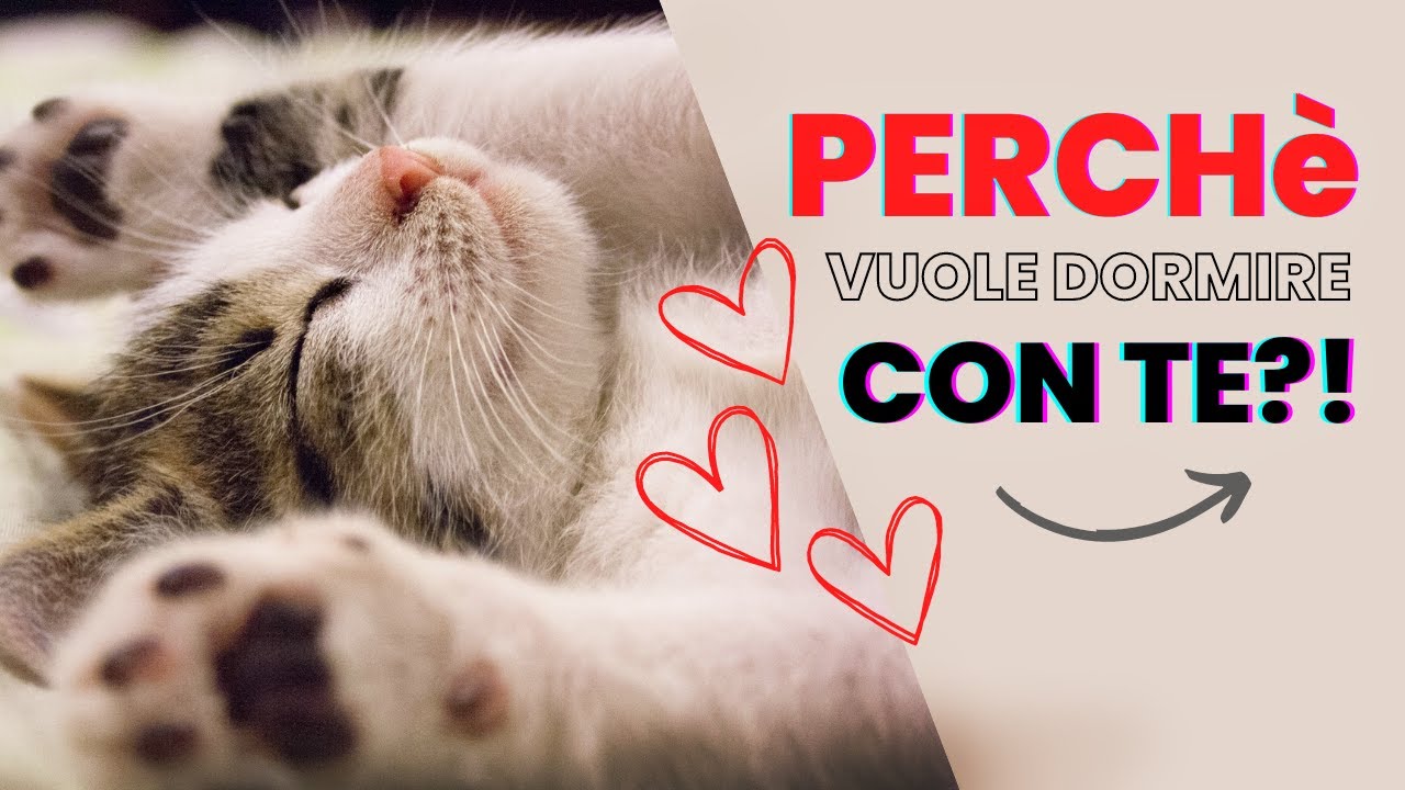 11 MOTIVI per cui il tuo Gatto dorme con Te