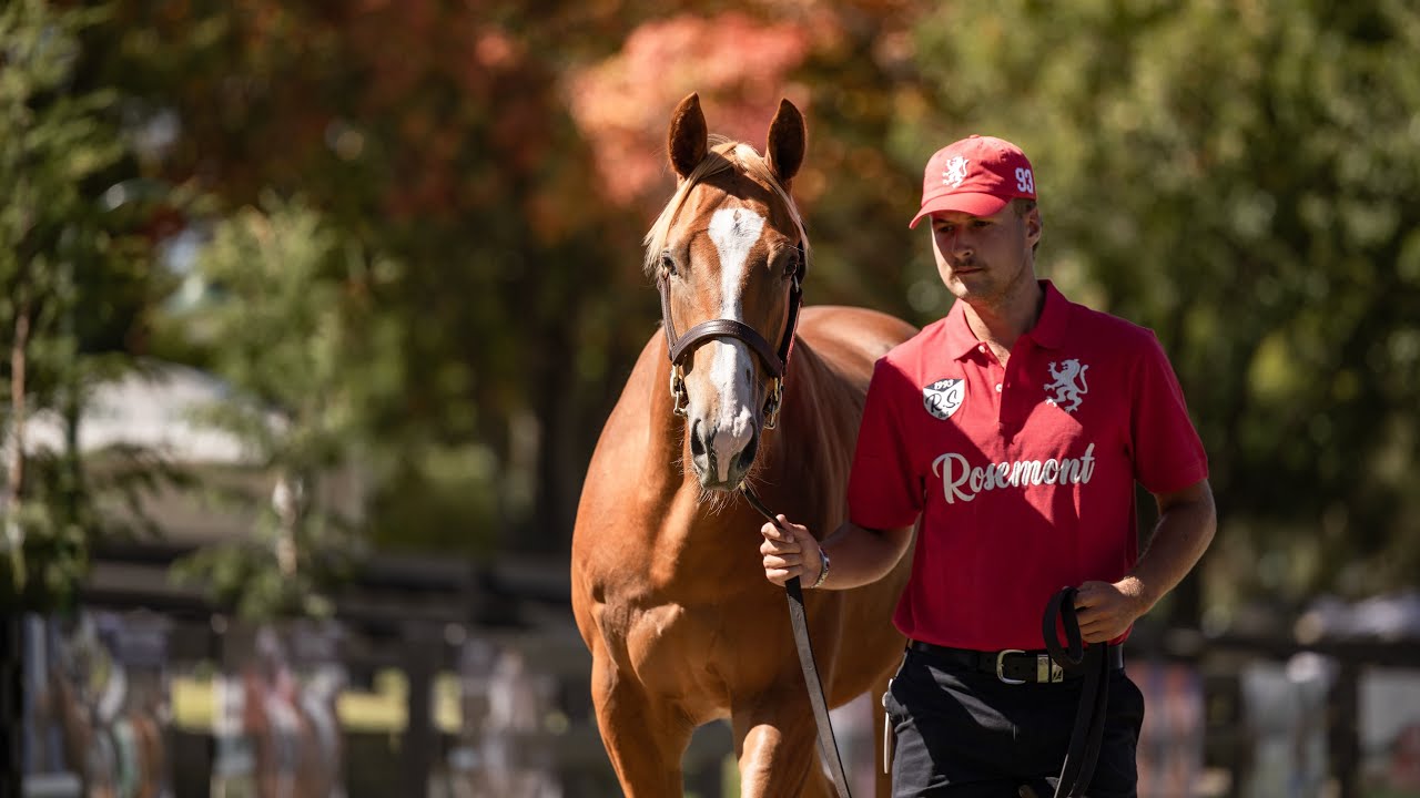 Sale Day Live Trivia - Day 1: 2025 Inglis Premier Yearling Sale