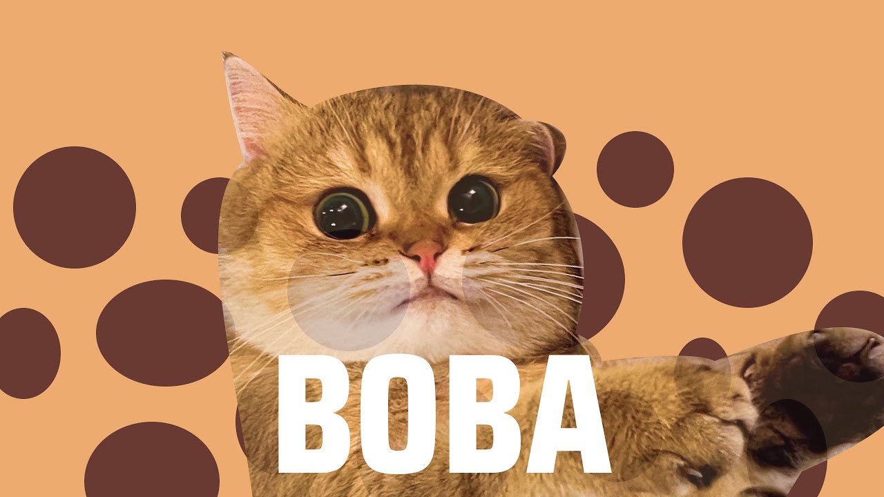 Matching halloween costumes with my cat (boba edition)