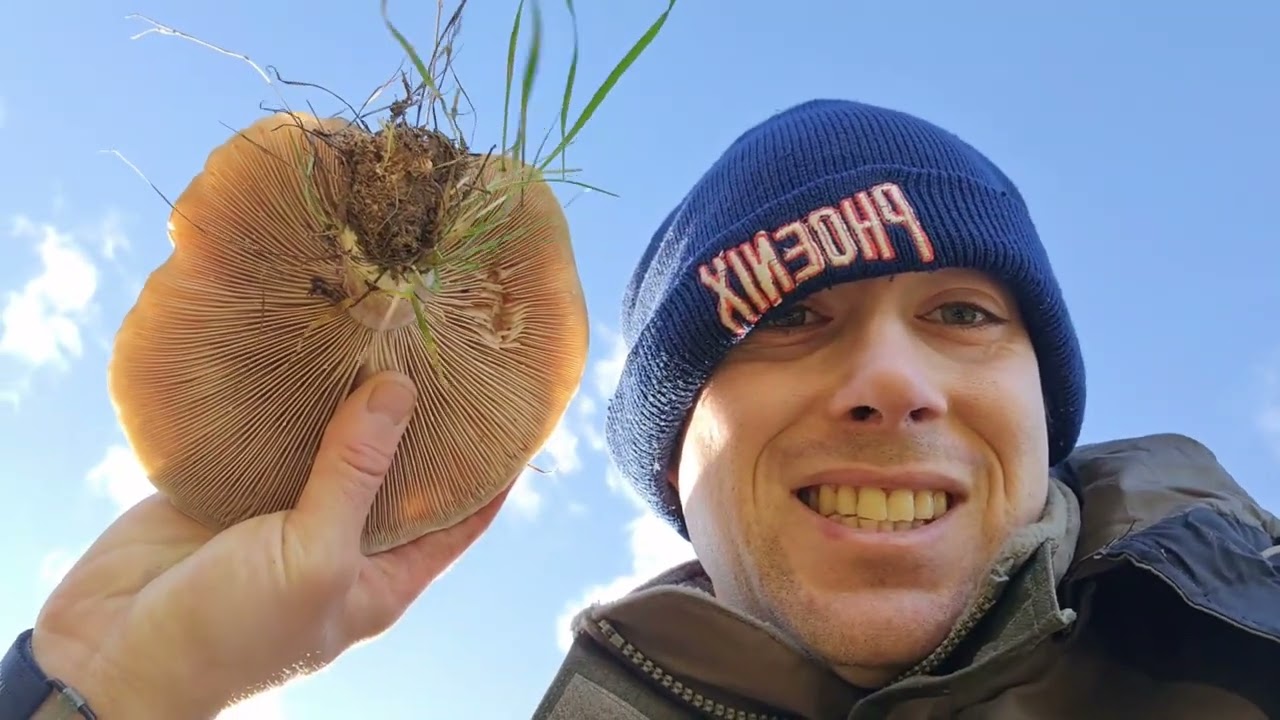28 décembre dernière sortie aux champignons 2022! Y en a-t-il encore ?