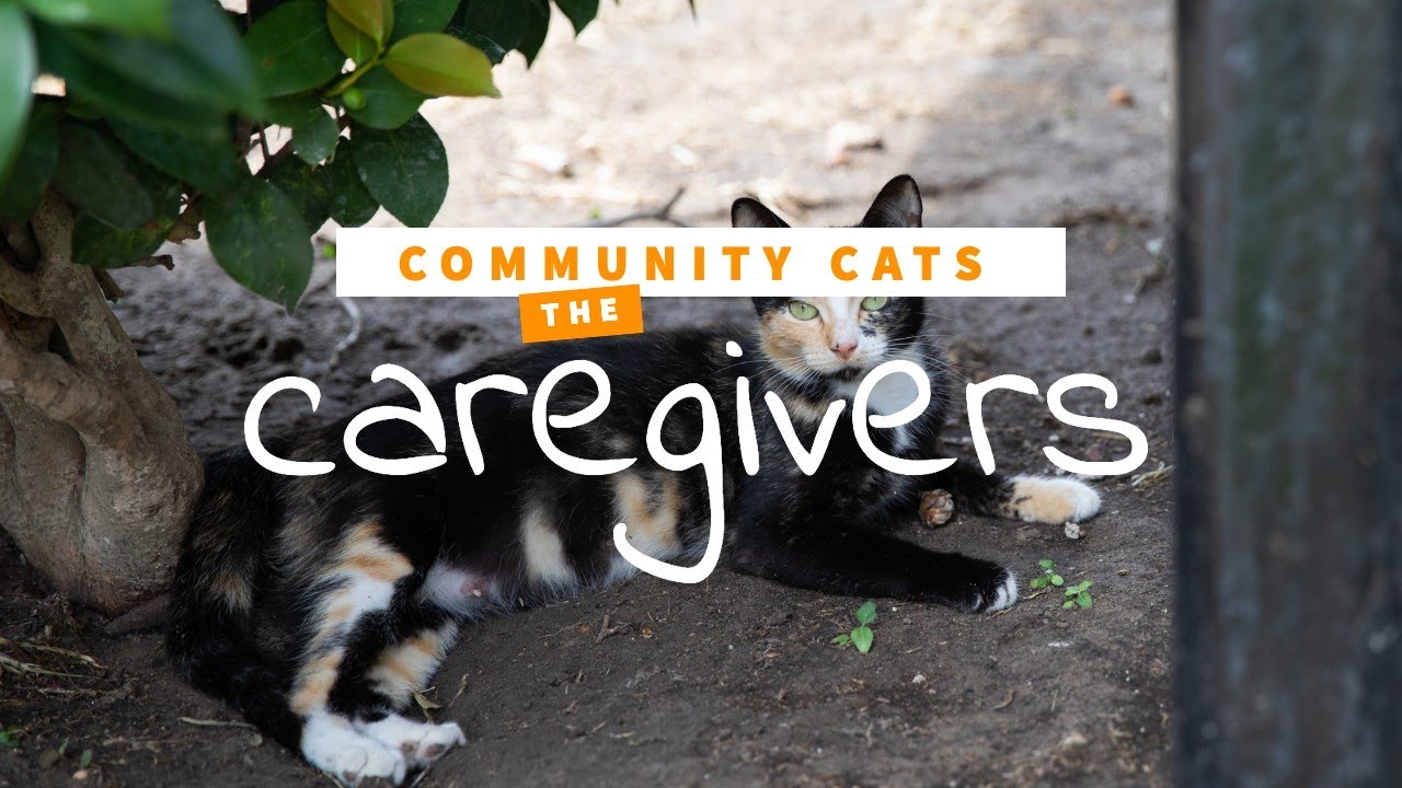 Community Cats: the importance of trap, neuter & return (TNR) for outdoor cats