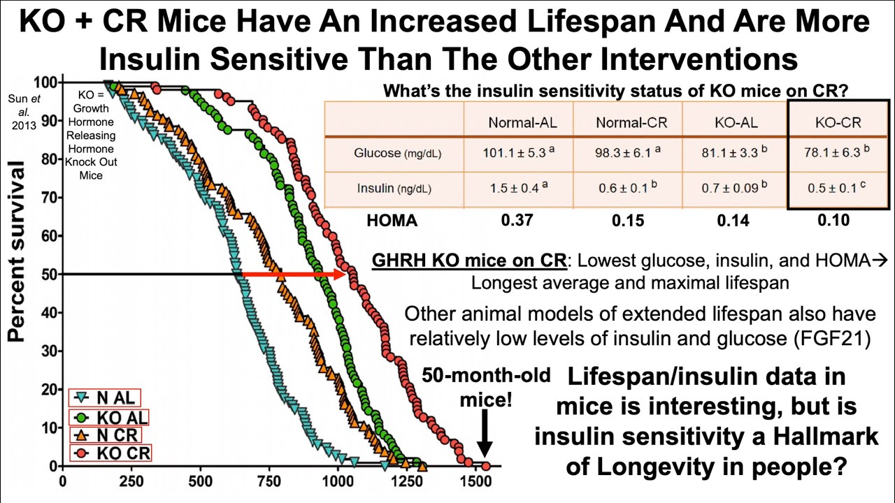 Insulin Sensitivity Is A Hallmark Of Longevity