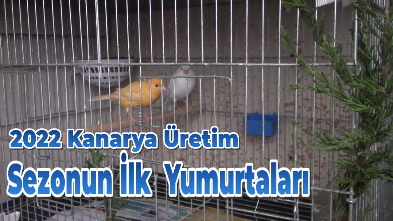 2022 Üretim Sezonu | Kanaryalar Yumurtlamaya Başladı