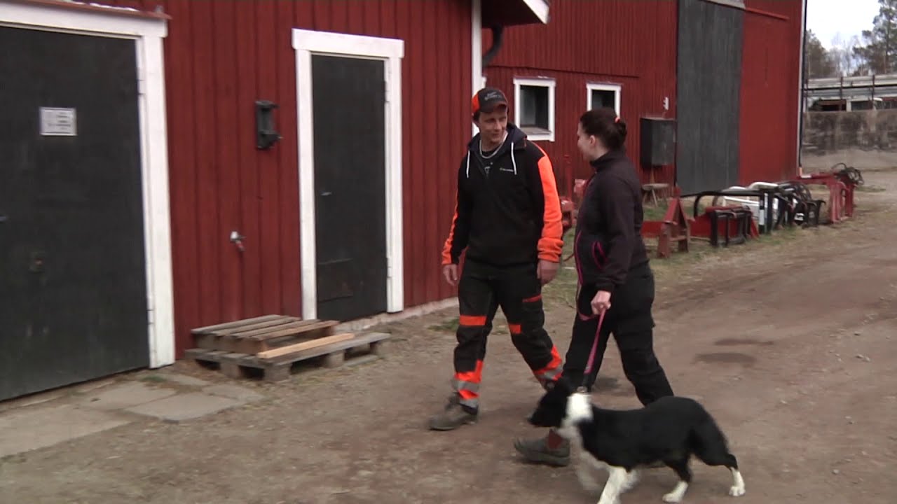 SILJANSNÄSBOR I NÄRBILD