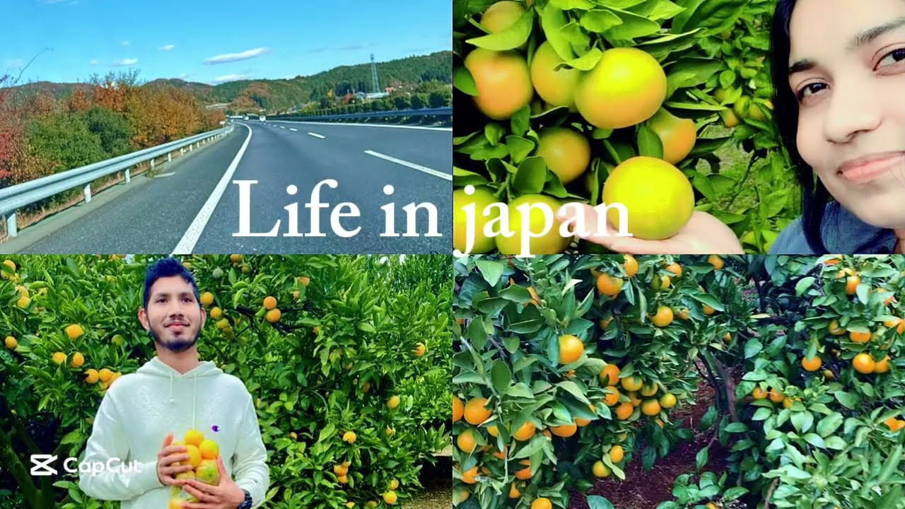 Life in japan | orange farm 