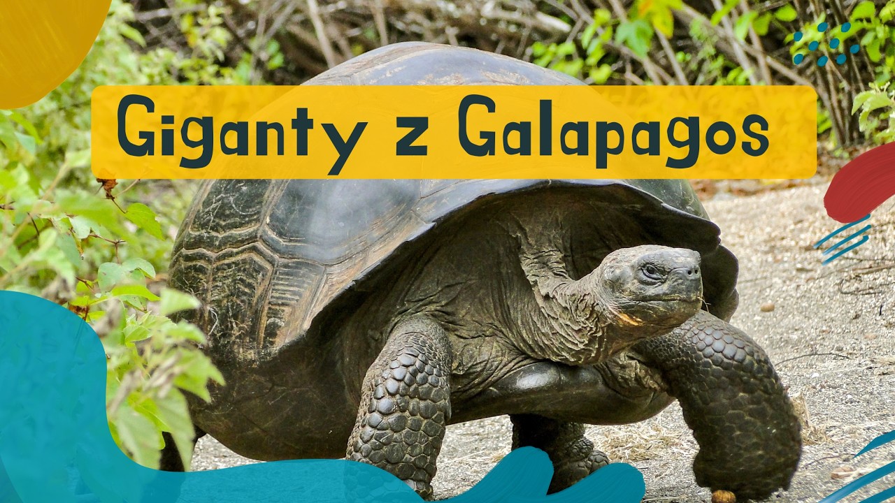 Giganty z Galapagos &ndash; historia ż&oacute;łwi, kt&oacute;re prawie zniknęły z Ziemi