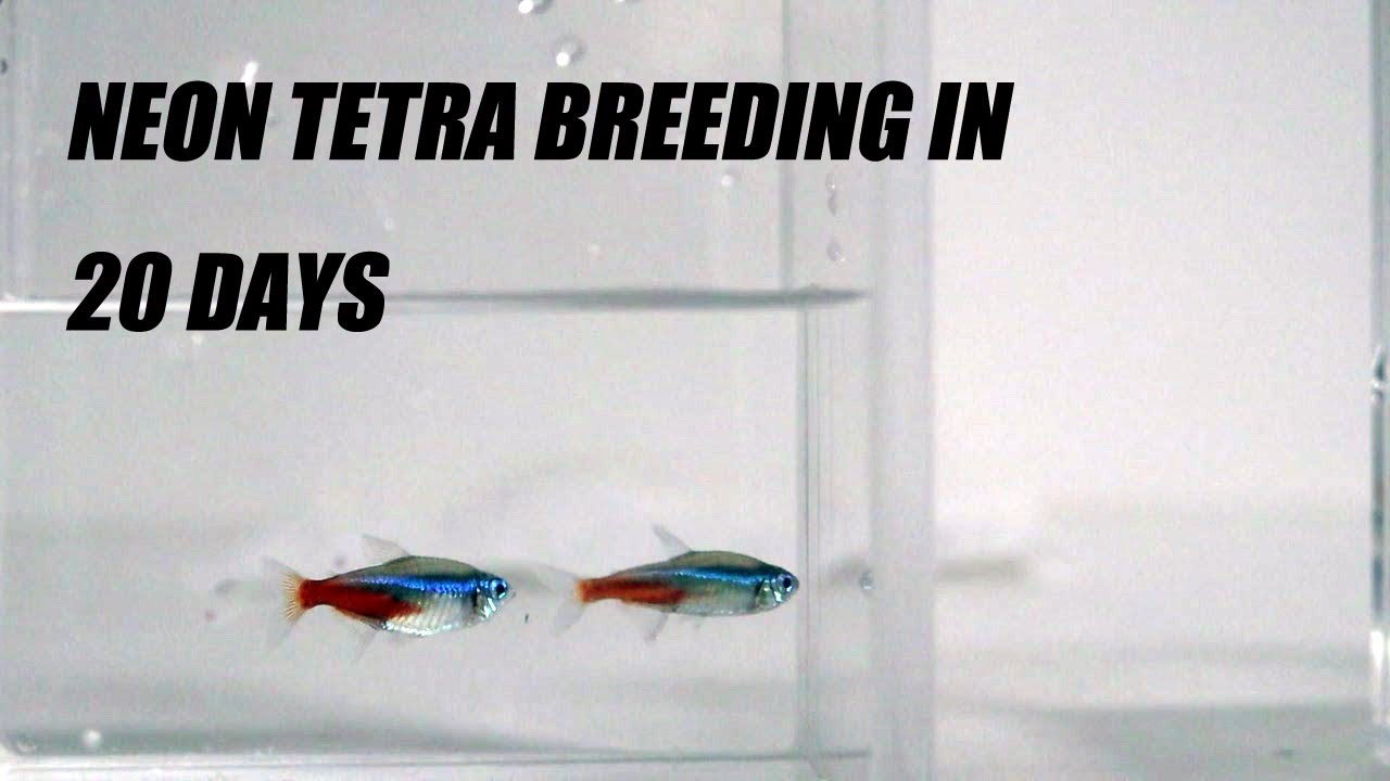 Breeding Neon Tetras in a Small Jar Part 2