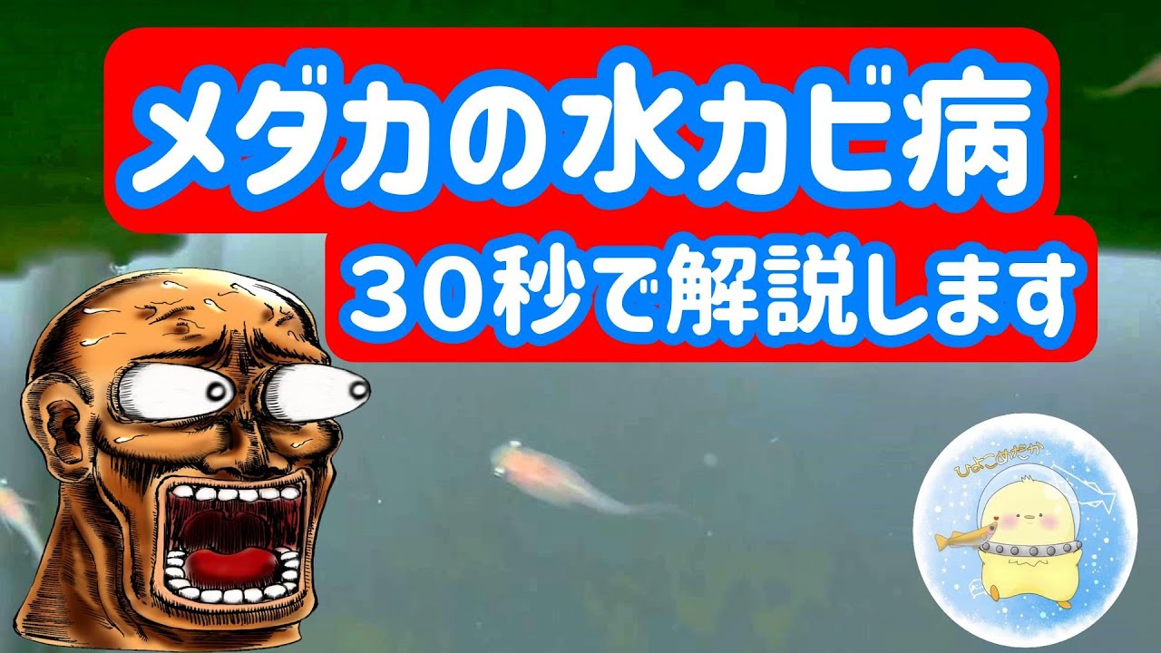 メダカの水カビ病の治療法。３０秒で解説します。【ひよこめだか/メダカ飼育】