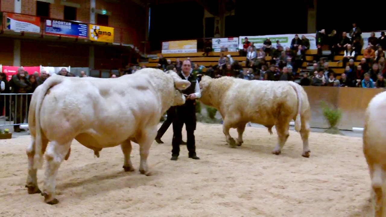 Charolais Bullen 2018