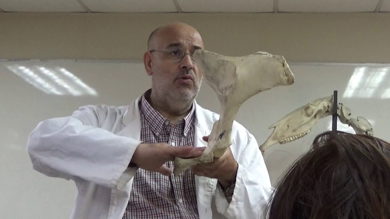 Anatomía Comparada Osteología Equino Bovino. Parte 1 de 3 (Clase del 25-03-2017)