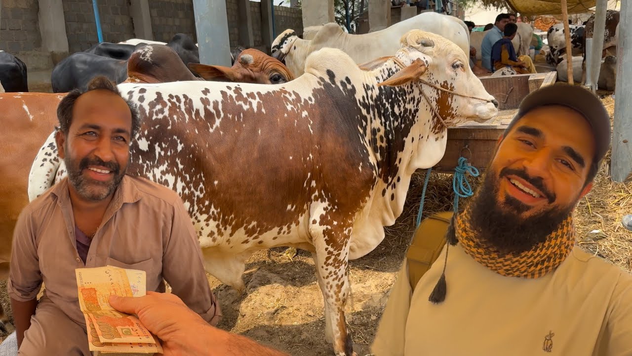 Naye beopari se sauda bananey ki koshish 😳🐂