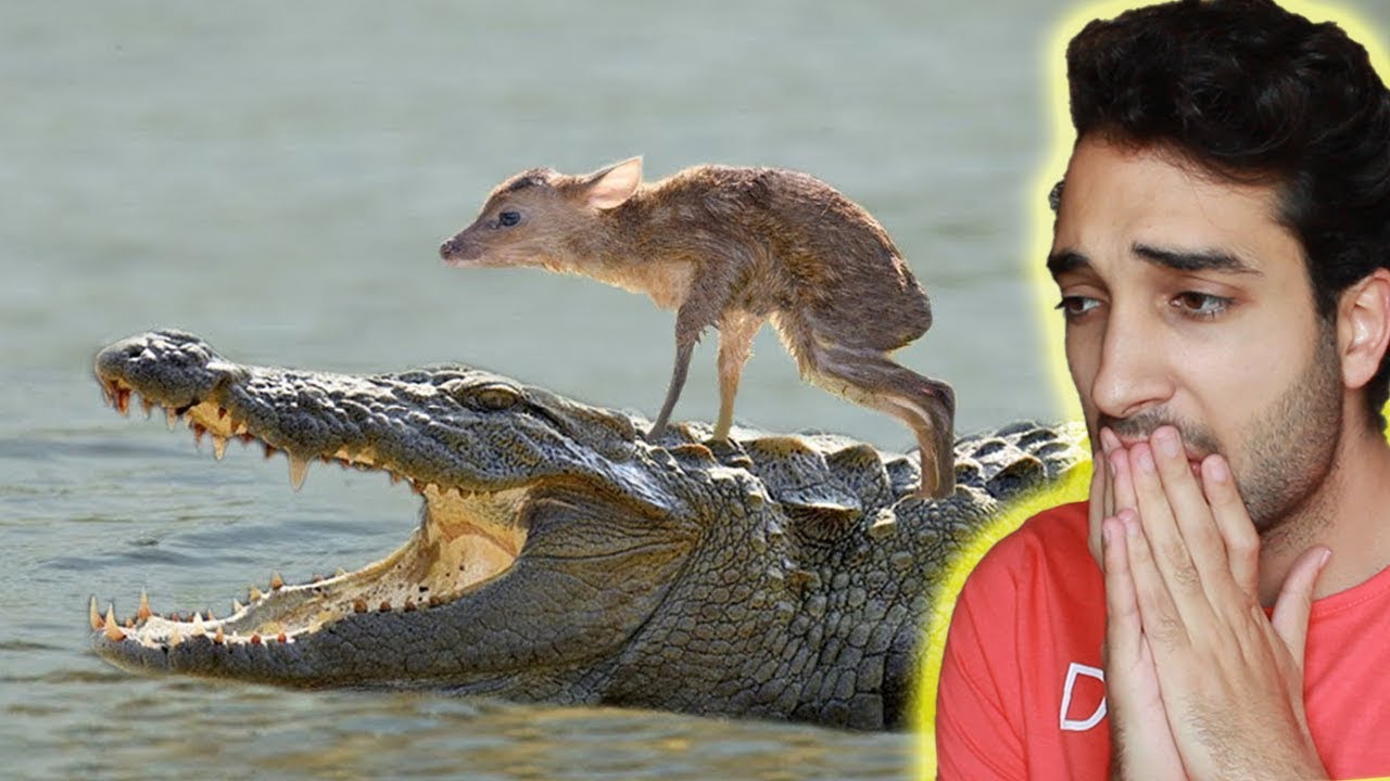 MOMENTOS INACREDIT&Aacute;VEIS DE ANIMAIS SALVANDO OUTROS ANIMAIS