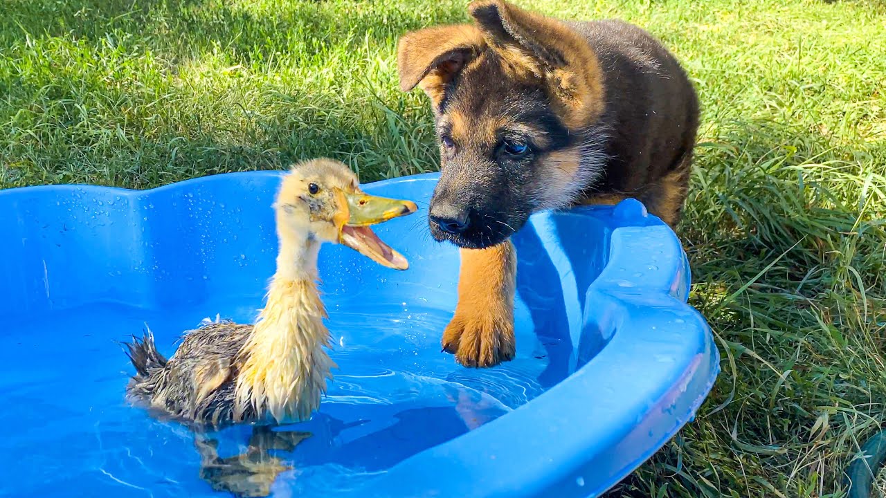 German Shepherd Puppy Meets Baby Duckling for the First Time!