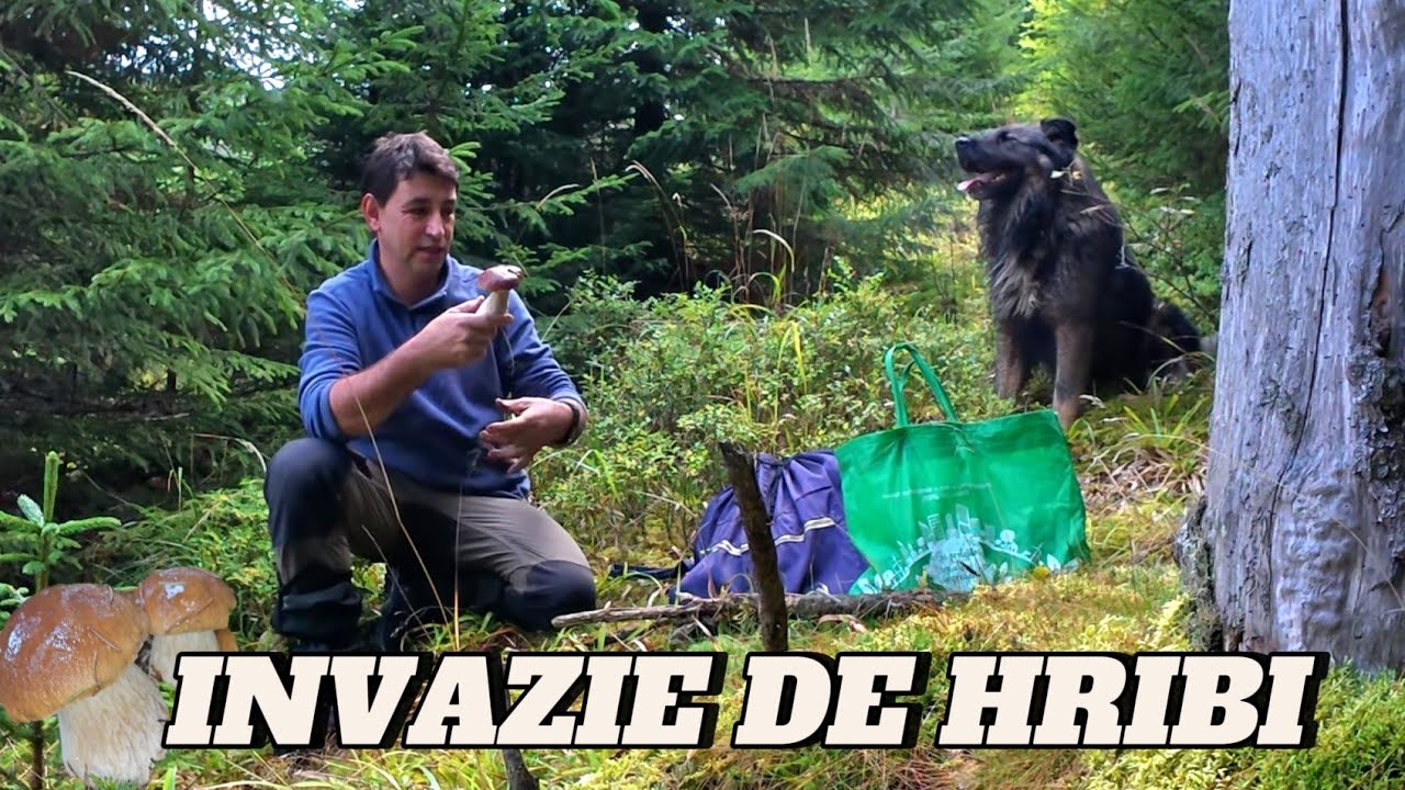 INVAZIE DE HRIBI ÎN MUNȚII APUSENI 🍄 HRIBI CRESC PE MARGINEA DRUMULUI | EP. 57