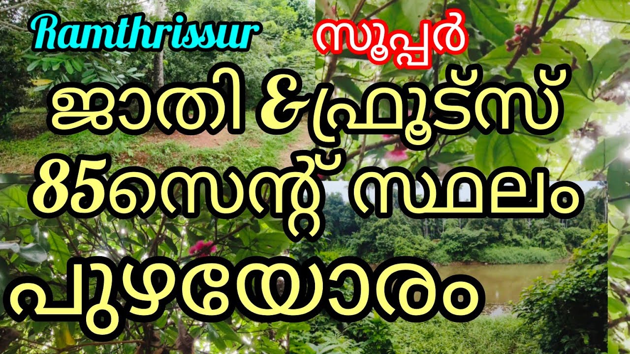Low price land in Thrissur |കുറഞ്ഞ വിലയുടെ ജാതി പറമ്പ് തൃശ്ശൂർ -ചെങ്ങാലൂർ |പുഴയോരം |