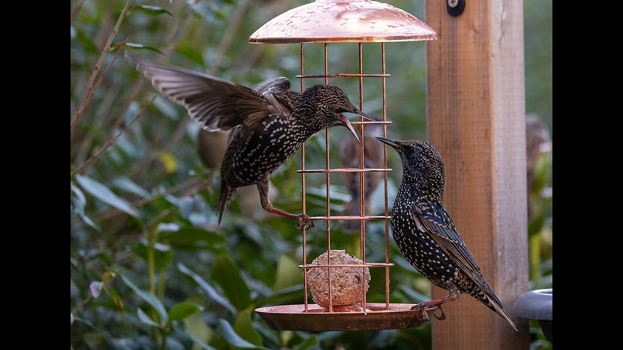 Fütterung der Gartenvögel im Herbst.