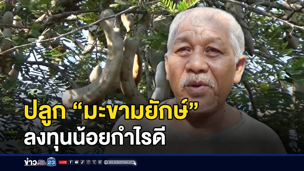 ปลูก “มะขามยักษ์” ลงทุนน้อยกำไรดี l ตลาดข่าว - ข่าวเช้าเวิร์คพอยท์ l 10 ก.พ.69