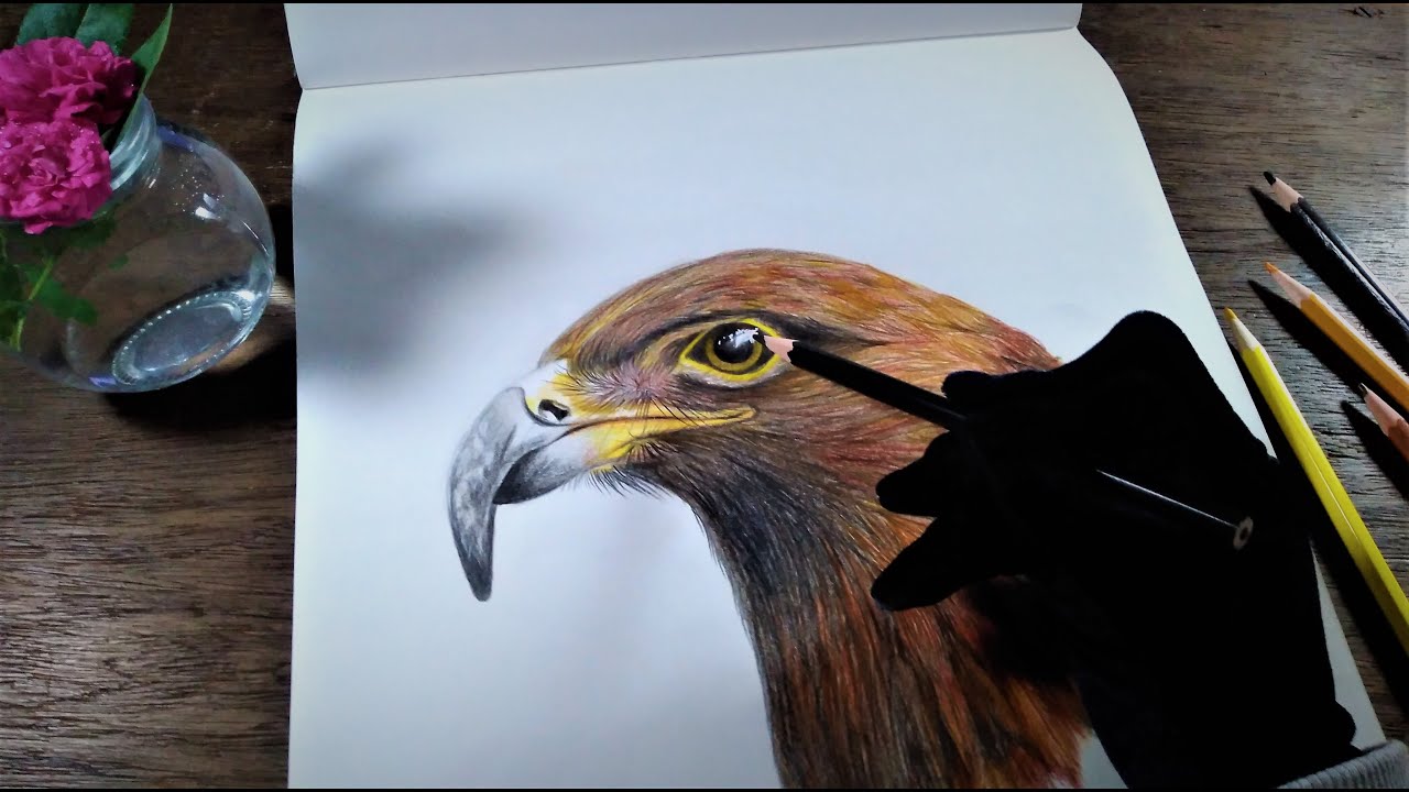 Eagle drawing with coloured pencils | Time-lapse