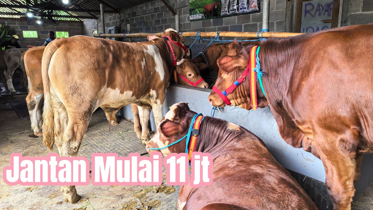 Spil Harga Sapi Bibitan Limosin Simental