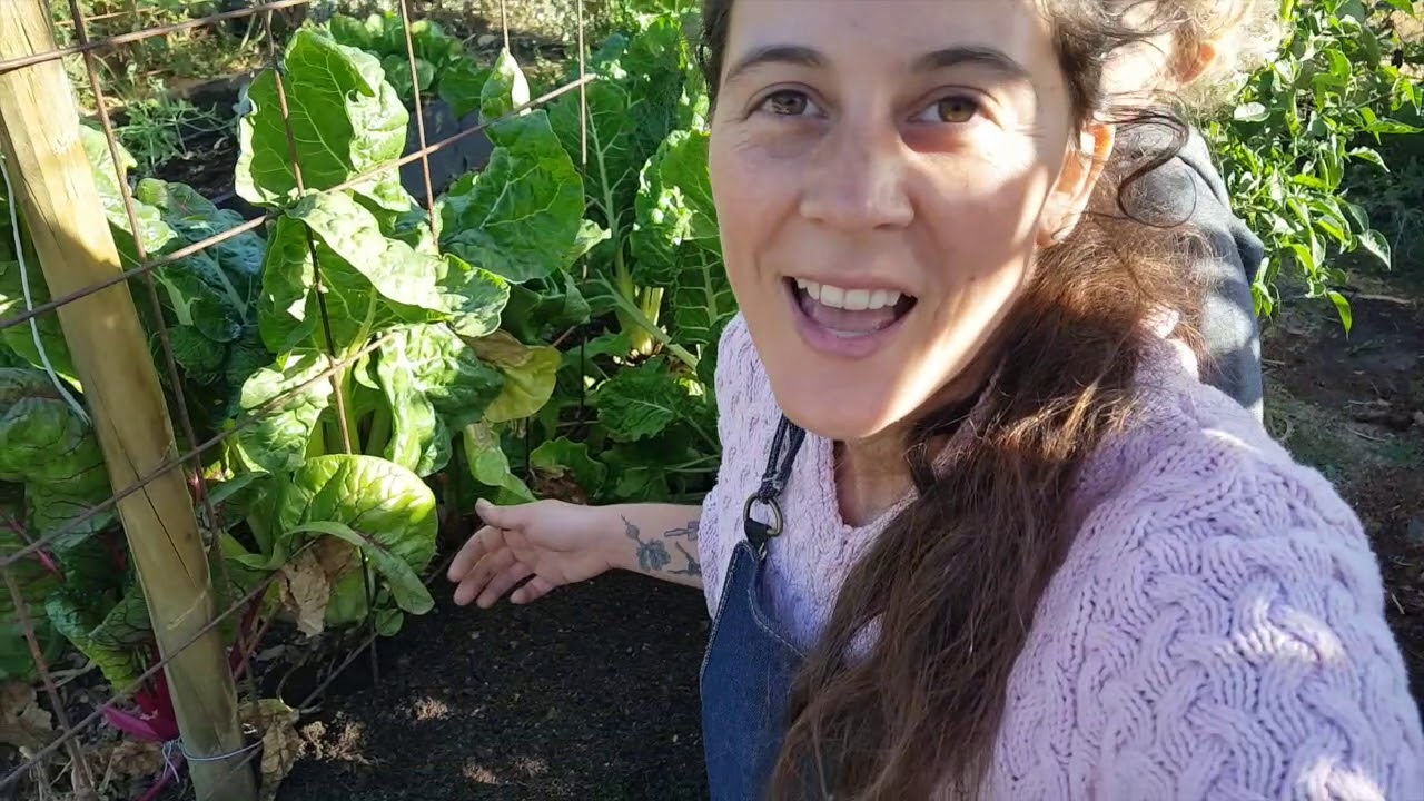 Arvejitas y Rabanitos // Transplante, cosecha y Enmienda!