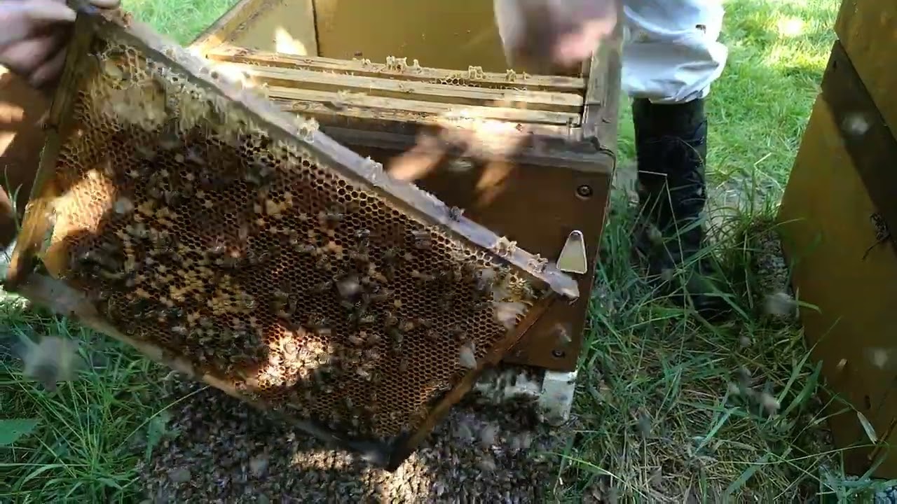 Hjælp jeg har en jomfru dronning i mit bistade, som jeg ikke kan finde.