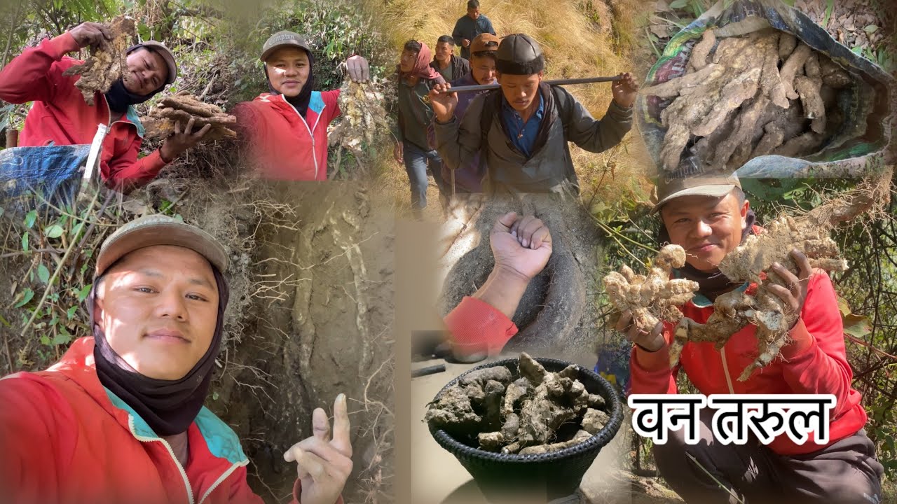 Tarul khanna yeti dukha gariyo || Bhujung village || Vlog-92||