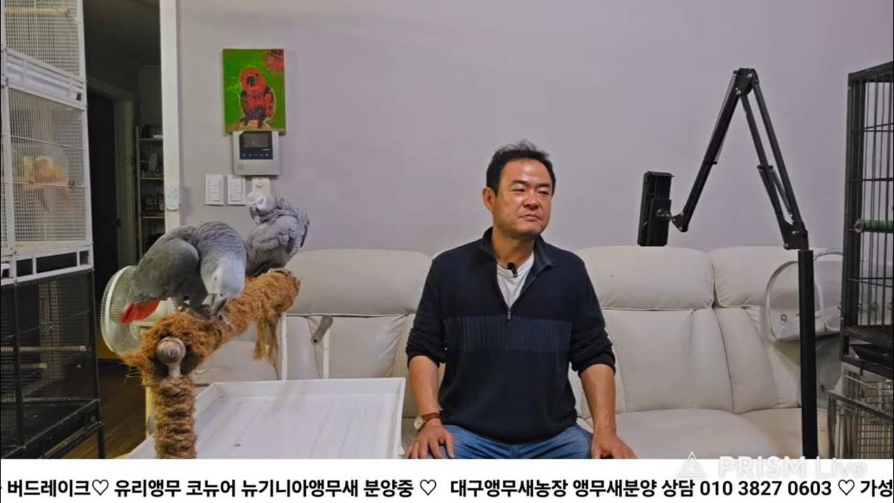 야생동물영업허가제로 앵무새분양시장의 미래는?  대구앵무새농장 [ Birdlake ]  실시간라이브 앵무새분양 앵무새행동상담 parrotbreeding 20260302