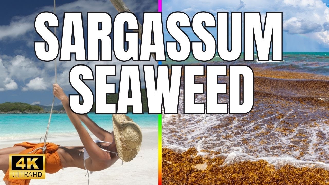 SARGASSUM Seaweed: Will it RUIN your VACATION?