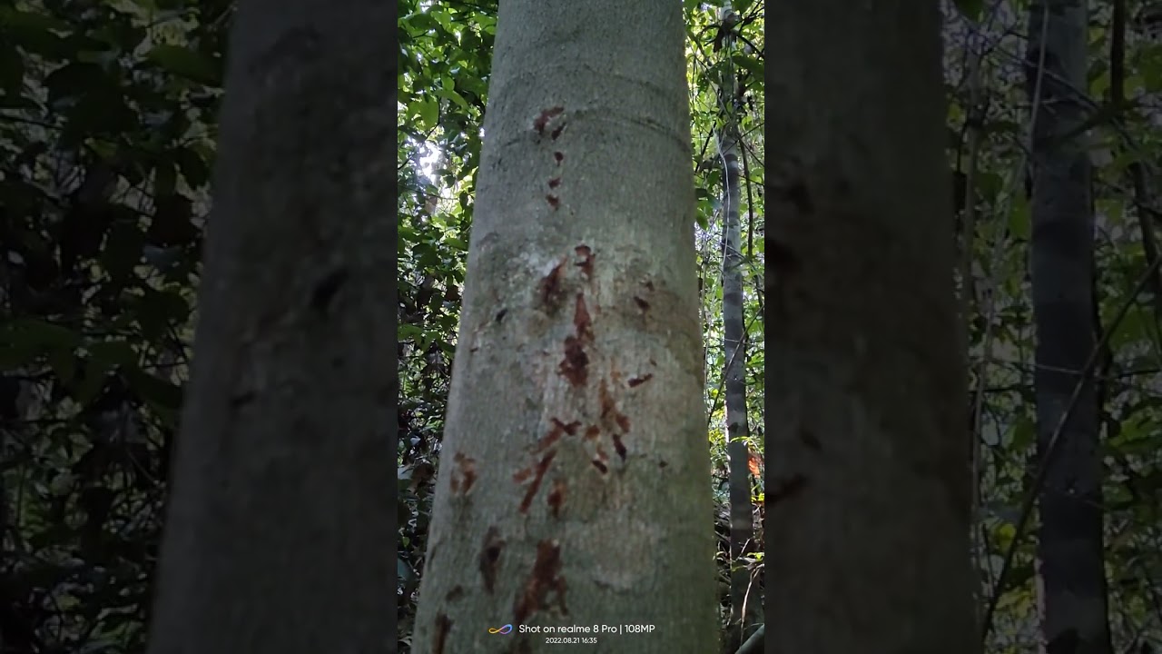 varrida na morada das on&ccedil;as 🐆