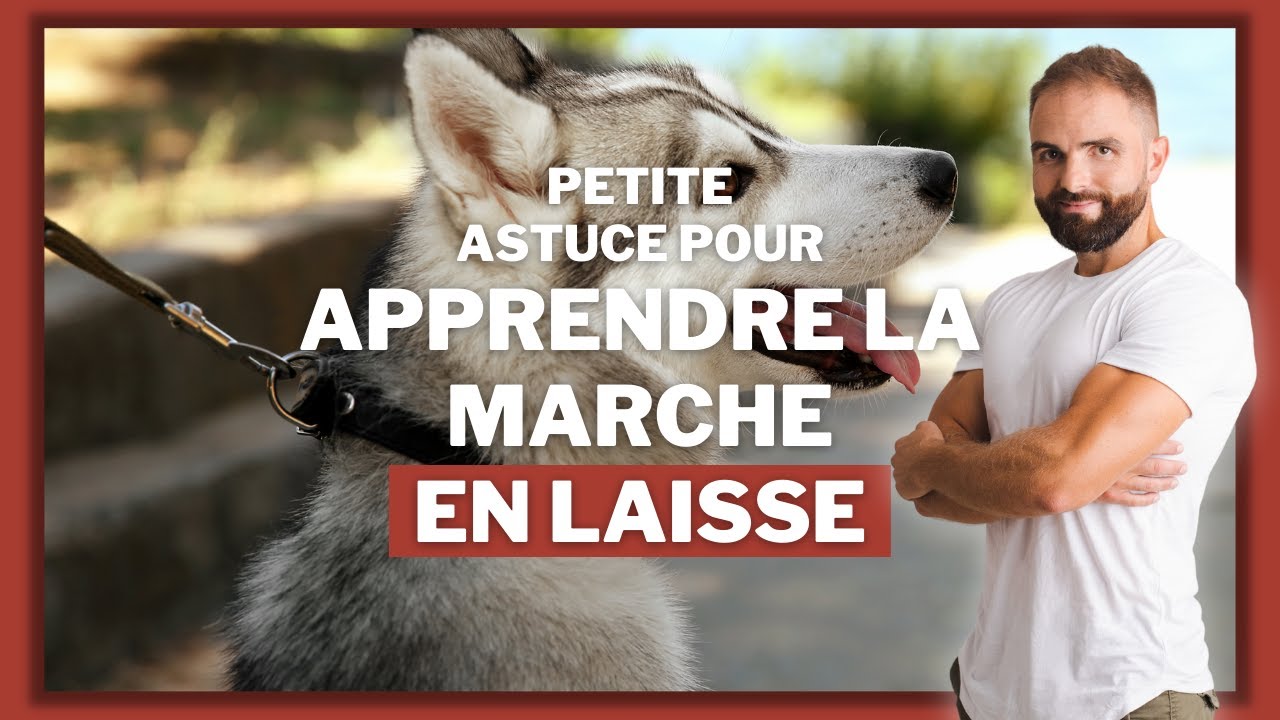 Petite astuce pour l'apprentissage de la marche en laisse