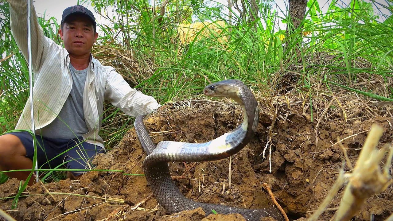 Đối Mặt Với Nguy Hiểm, Đối Thủ Lú Đầu Đã Vội Tấn Công |Mười Thương Săn Bắt