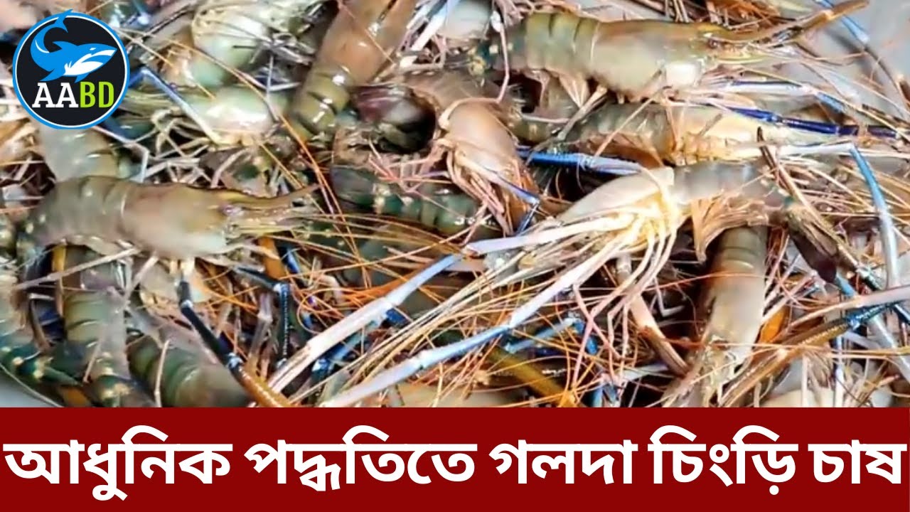 আধুনিক পদ্ধতিতে গলদা চিংড়ির বাণিজ্যিক চাষ ব্যবস্থাপনা (Modern Culture Methods of Golda)