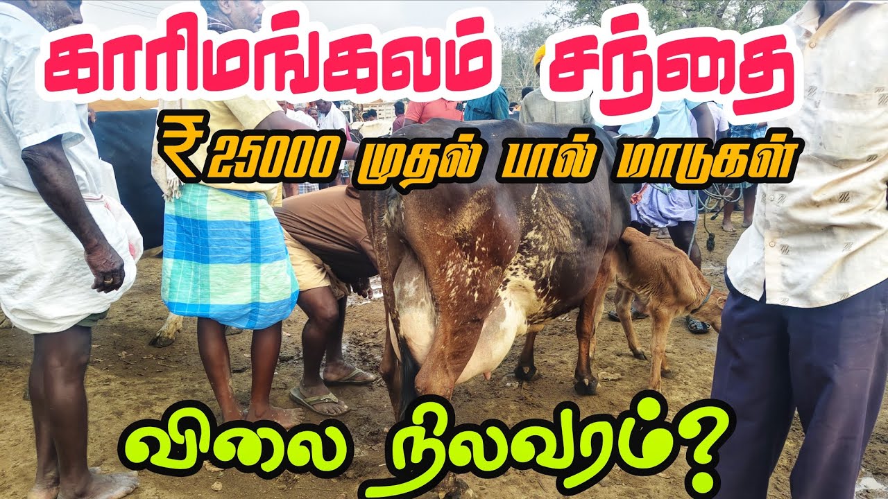 25000 ஆயிரம் முதல் பால் மாடுகள் 🥰 காரிமங்கலம் சந்தை தருமபுரி மாவட்டம் 