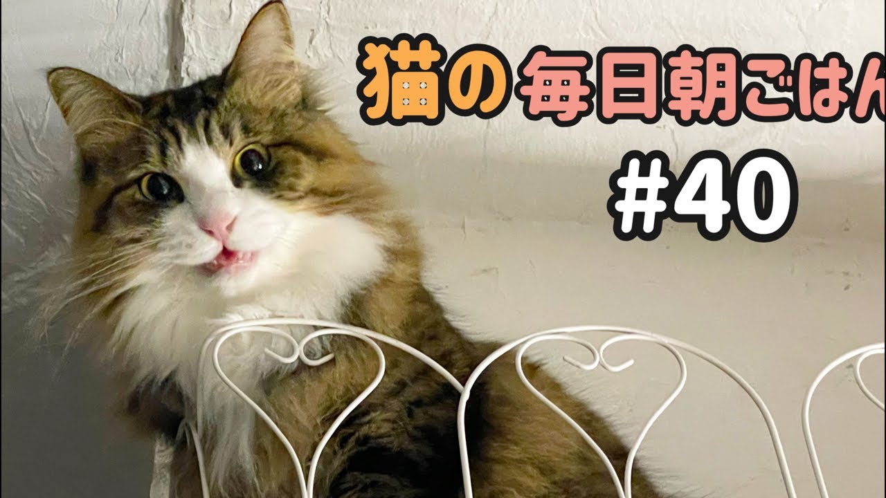 猫の毎日朝ごはん生配信！【#40】 2026.3.10