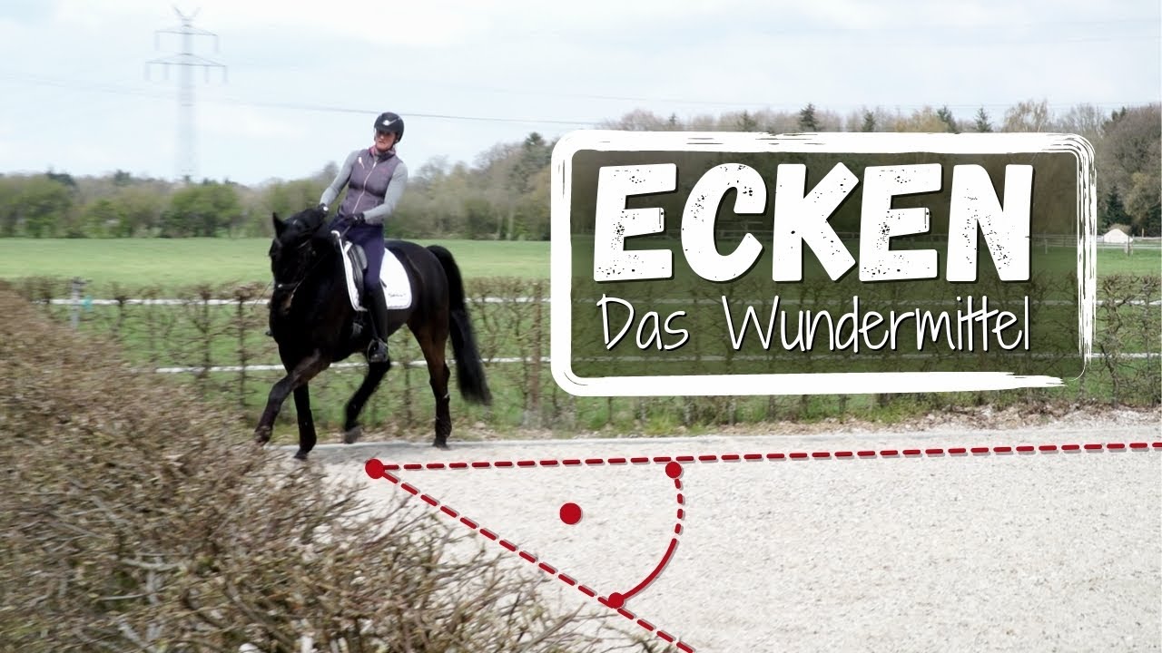 Wie reitet man richtig durch Ecken? | Die ideale Vorbereitung für jede Lektion! 🎓