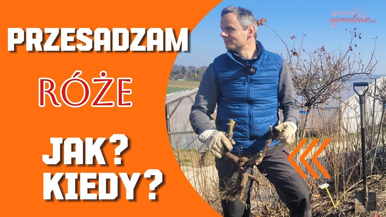 Jak przesadzać róże i kiedy to robić? Dwie ważne wskazówki