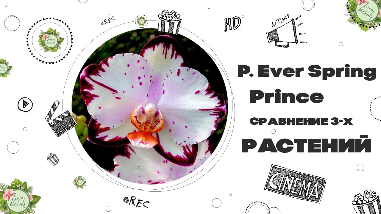 P. EVER SPRING PRINCE - СРАВНЕНИЕ ЛИСТЬЕВ 3-Х РАЗНЫХ РАСТЕНИЙ
