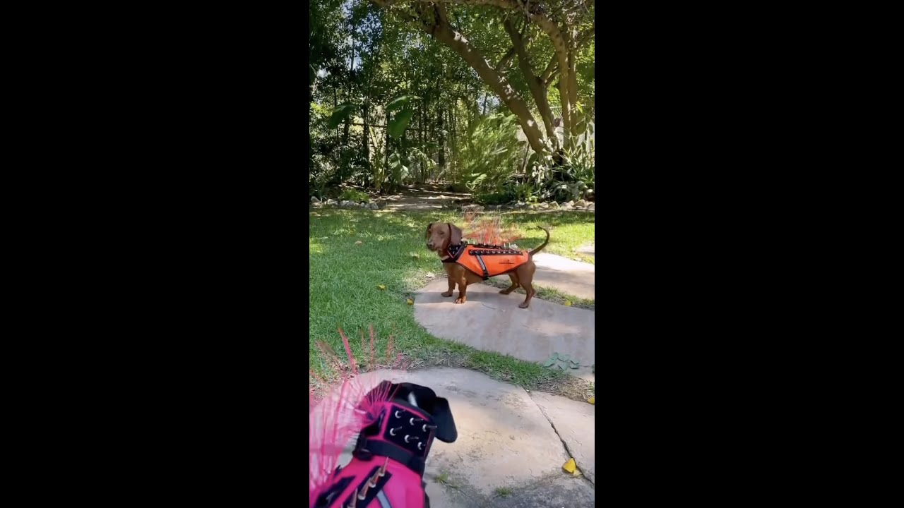 A coyote protection vest for dogs 🤯