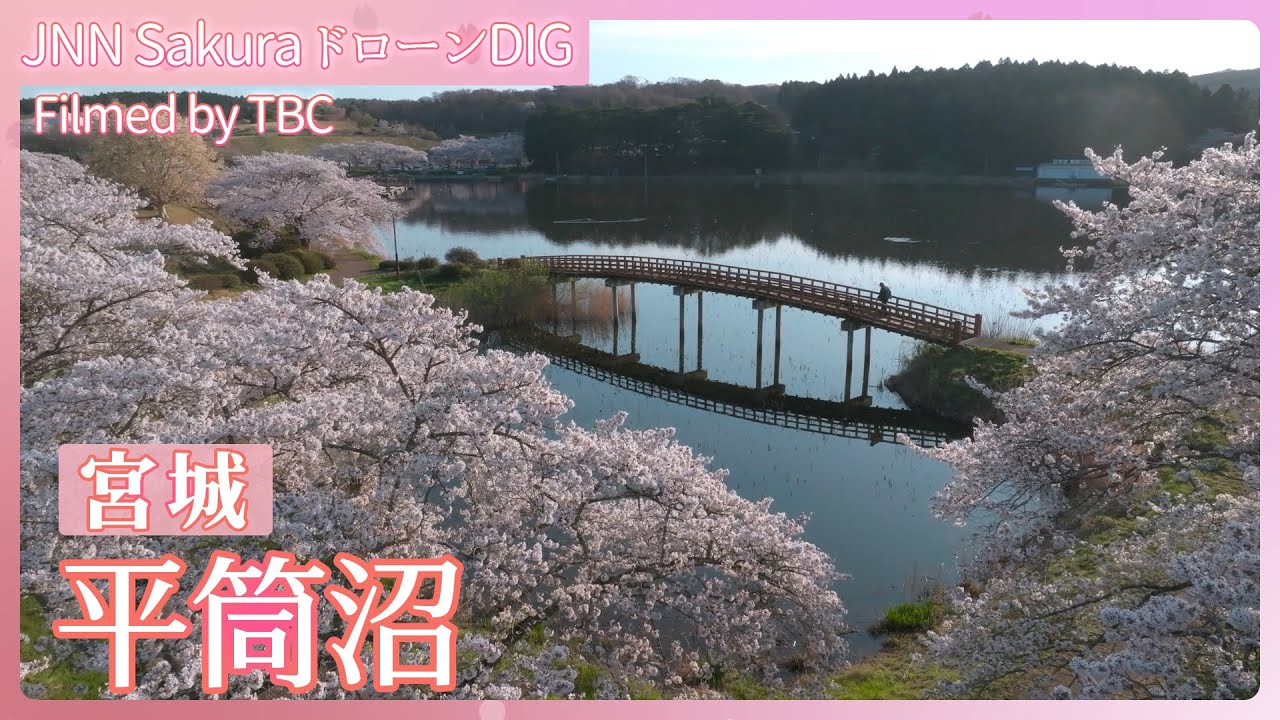 笑顔も満開　平筒沼のサクラ【JNN sakuraドローンDIG 2025】