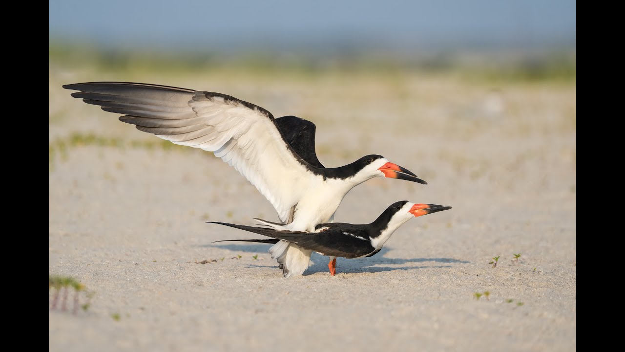 Best 2023 Sony 200-600 Images by Arthur Morris/BIRDS AS ART