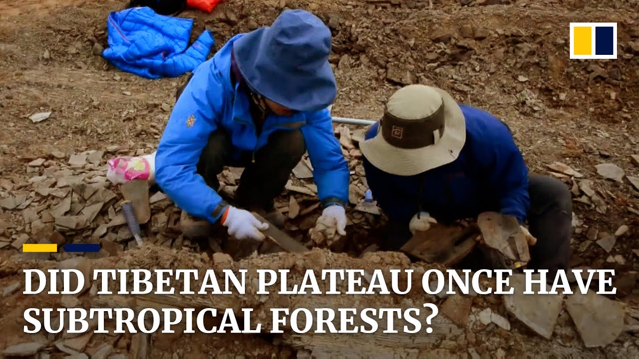 Subtropical forests may have been on Tibetan Plateau 47 million years ago,  Chinese scientists say