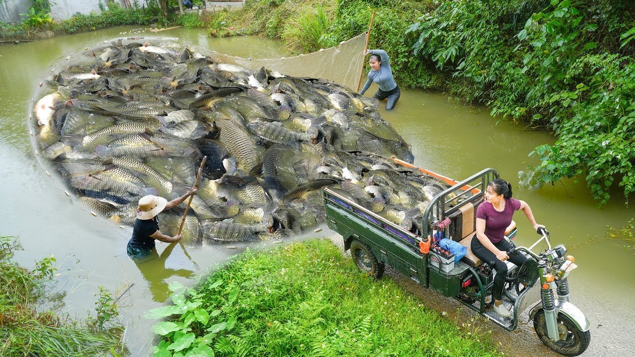 Massive Carp Harvest With Dredge Nets – Three-Wheeled Truck Hauls Fresh Fish to the Village