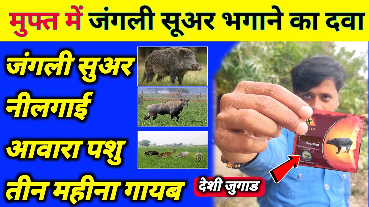 मुफ्त में जंगली सूअर भगाए |Jangli suar bhagane ka tarika |Nilgai bhagane ka desi jugad | Jugaad Tech