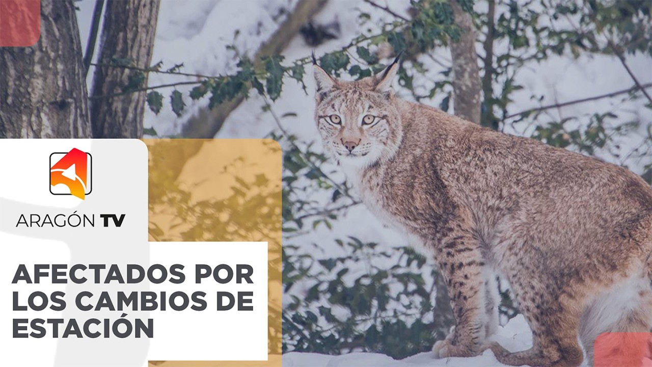 ¿Cómo afectan los cambios de estación a los animales de Lacuniacha?