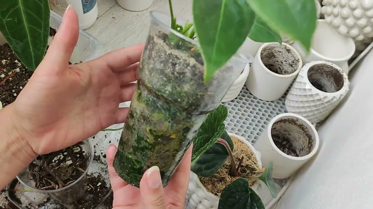 Пересадка антуриумов : Андреанум, люксуриус, варока