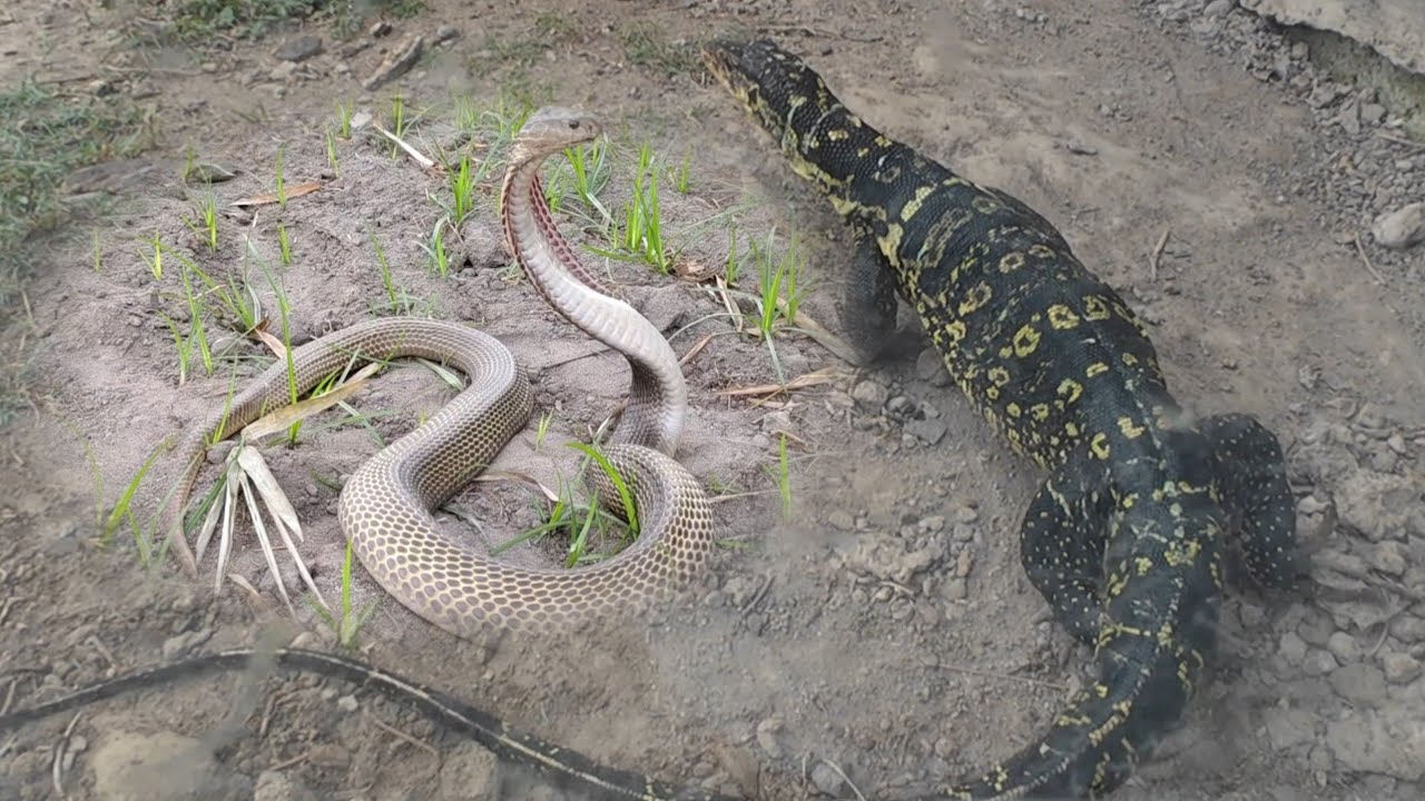 MAILAP NA COBRA AT BAYAWAK SA SAN MANUEL, PANGASINAN | JTG Kamandag